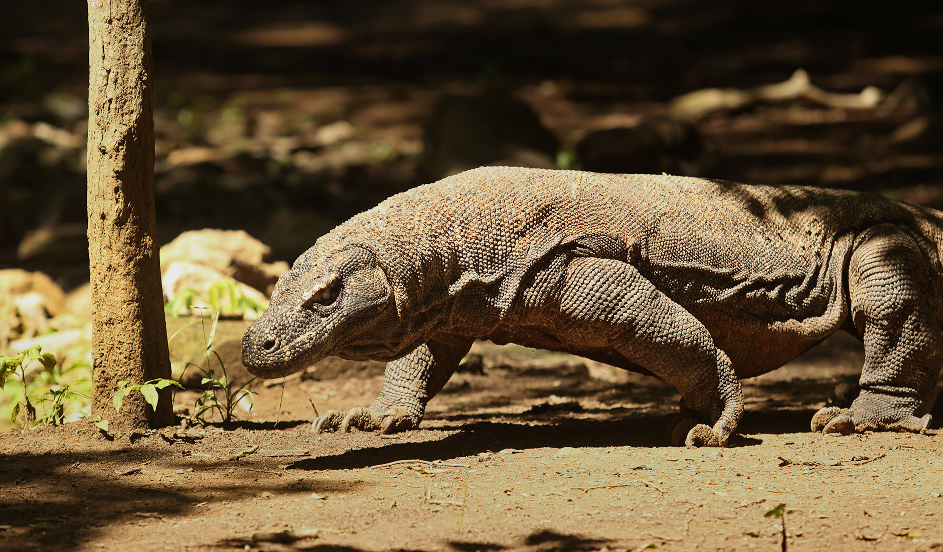 Land Ho! Komodo Island and beyond onboard Alila Purnama • Luxury Hotels ...