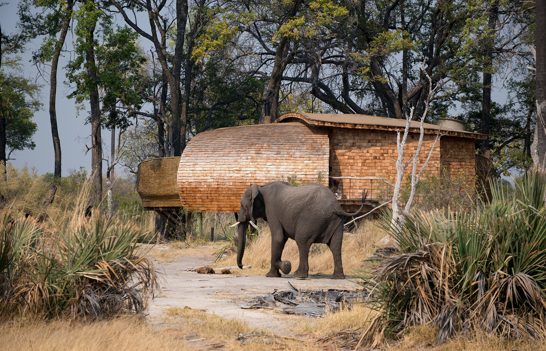 andBeyond Sandibe Okavango Safari Lodge • TravelPlusStyle.com