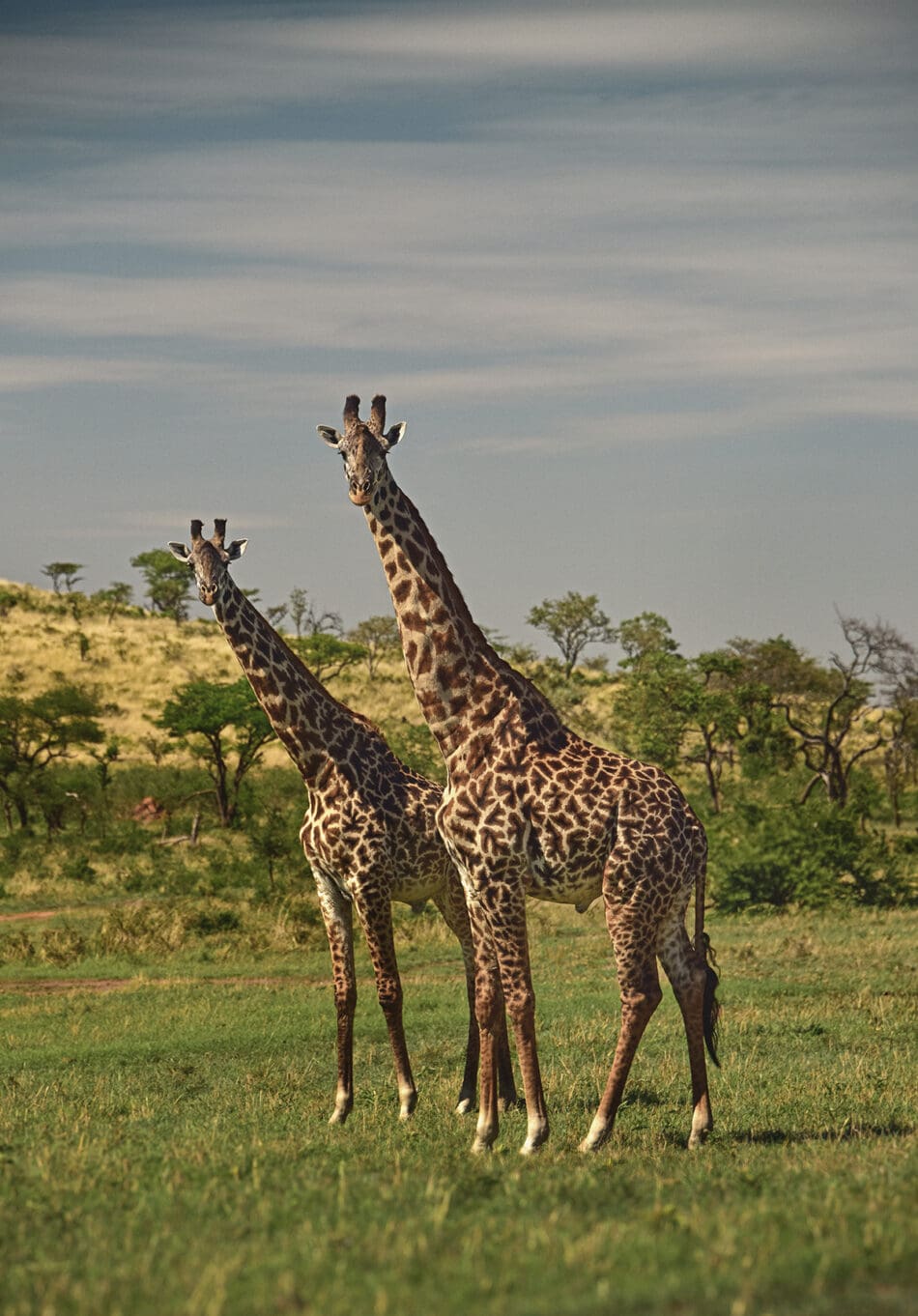 Singita Explore Mobile Tented Camp: return to the essence of safari